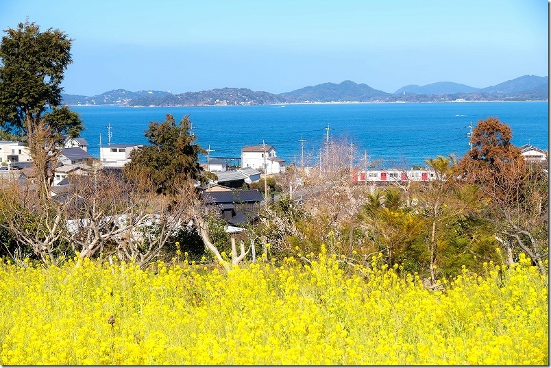 加茂ゆらりんこ橋周辺の「菜の花畑」 電車と青い海と満開の菜の花畑