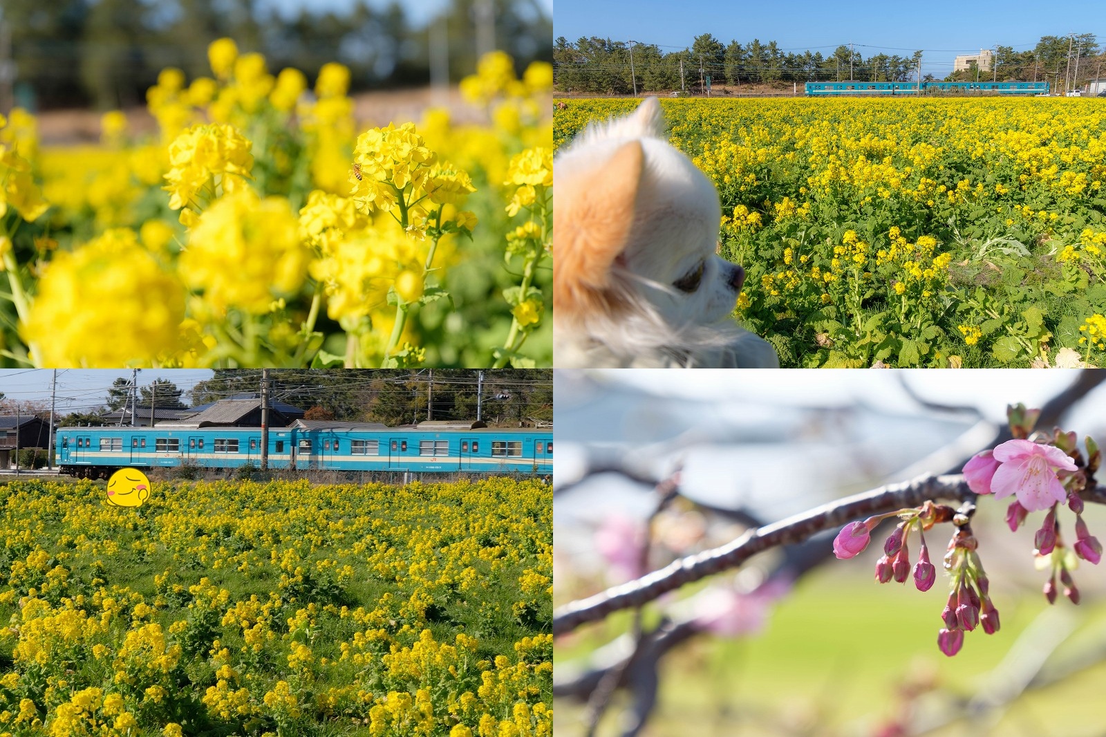 【2026年2月】糸島「福ふくの里」菜の花が見頃！開花状況・菜の花摘み体験・河津桜・電車撮影スポット情報