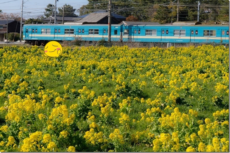 糸島「福ふくの里」 菜の花畑と電車コラボが最高・電車の撮影スポット 国鉄復刻カラーの103系の電車