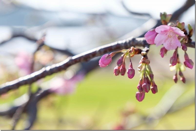 河津桜も開花中！ピンクと黄色の春色共演に期待 糸島「福ふくの里」 