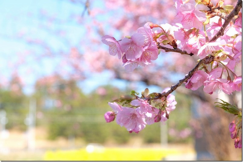 福ふくの里 河津桜も開花中!ピンクと黄色の春色共演開始 2/18時点の河津桜を撮影 福ふくの里 河津桜も開花中!ピンクと黄色の春色共演開始 2/18時点の河津桜を撮影
