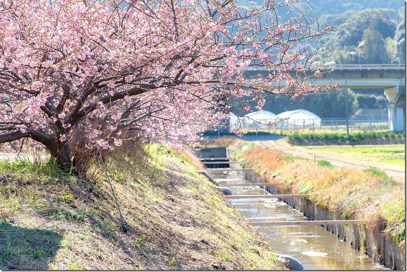 糸島 福ふくの里 2/18時点の河津桜を撮影 糸島 福ふくの里 2/18時点の河津桜を撮影