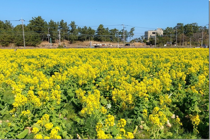糸島「福ふくの里」の菜の花の開花状況(2026年2月中旬) 2/18撮影 糸島「福ふくの里」の菜の花の開花状況(2026年2月中旬) 2/18撮影