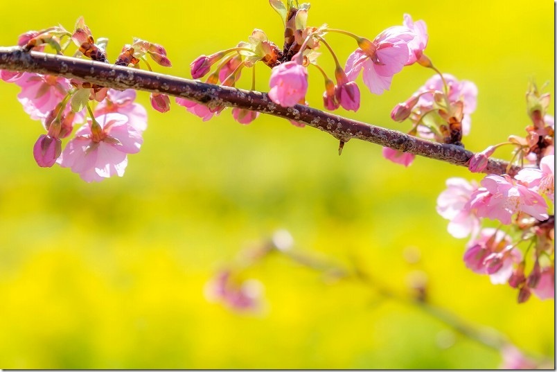 福ふくの里 河津桜も開花中!ピンクと黄色の春色共演開始 2/18時点の河津桜を撮影 福ふくの里 河津桜も開花中!ピンクと黄色の春色共演開始 2/18時点の河津桜を撮影
