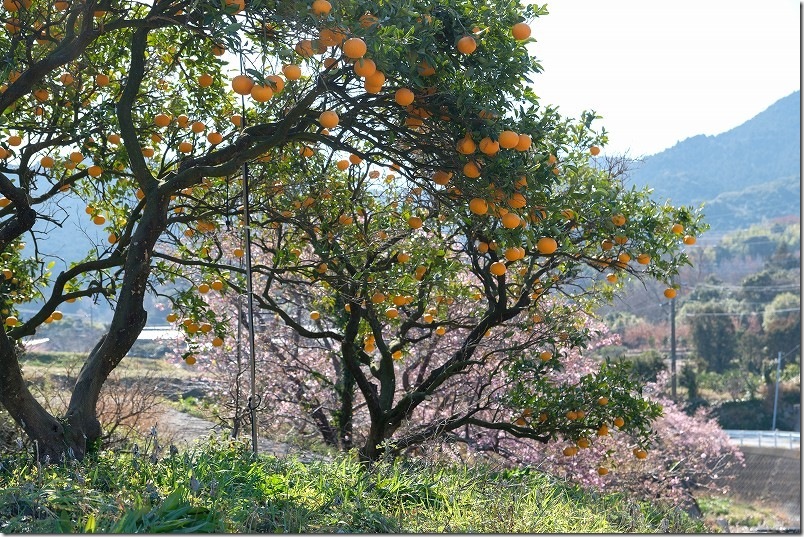 みかんと河津桜のコラボレーション 福吉川の河津桜 みかんと河津桜のコラボレーション 福吉川の河津桜