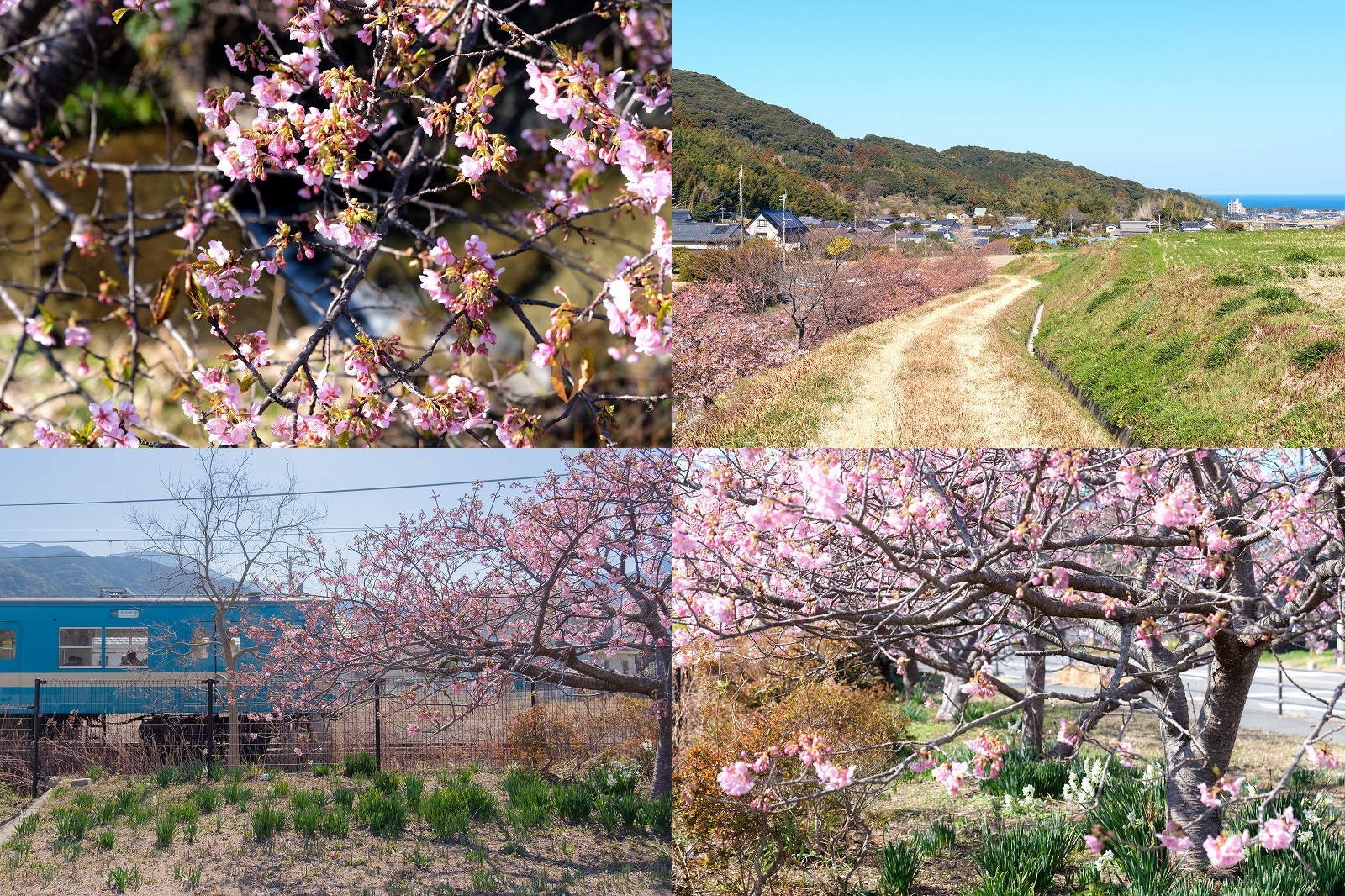 【糸島・2026年】福吉駅から福吉川の河津桜の並木まで30分の春散策コース