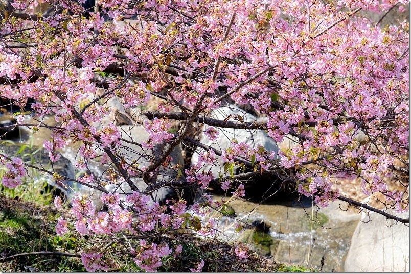 川の流れと河津桜のコラボレーション 福吉川の河津桜 川の流れと河津桜のコラボレーション 福吉川の河津桜