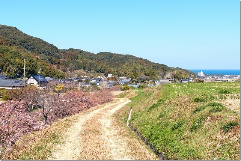 福吉川の河津桜 上流付近から見た海と河津桜 福吉川の河津桜 上流付近から見た海と河津桜