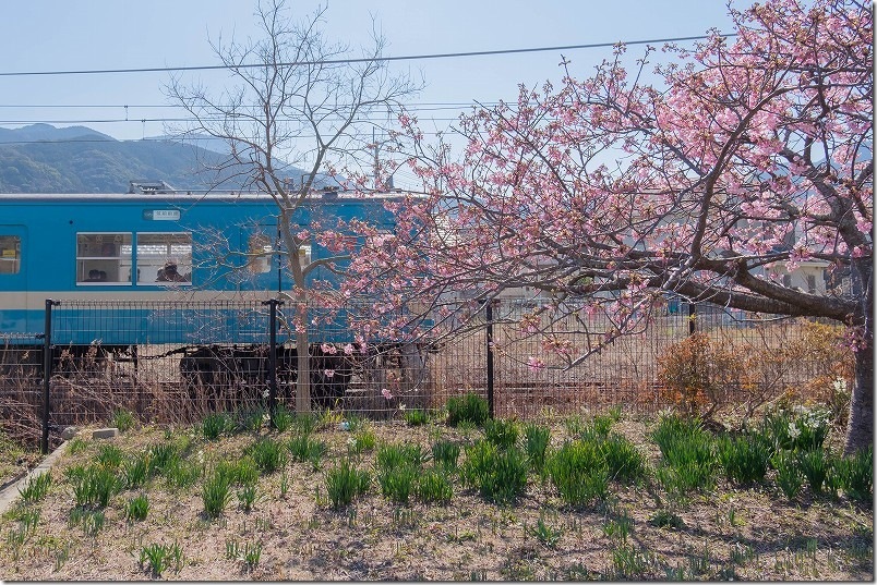河津桜と電車の写真 福吉駅 河津桜と電車の写真 福吉駅