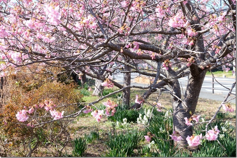 河津桜の下にはたくさんの水仙 福吉駅 河津桜の下にはたくさんの水仙 福吉駅