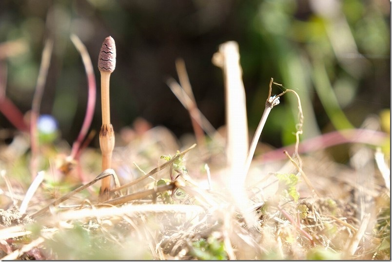 2026年2月下旬の糸島のつくし(土筆) つくし取り 2026年2月下旬の糸島のつくし(土筆) つくし取り