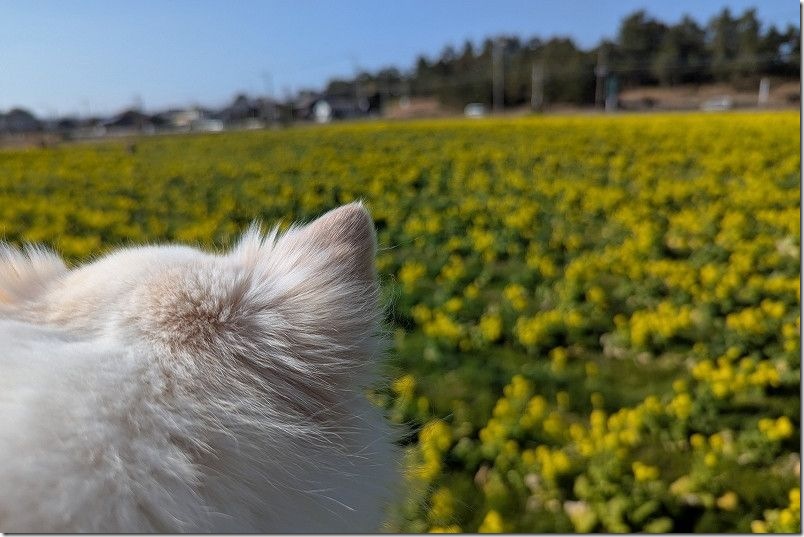 福ふくの里の菜の花畑 犬連れで楽しむ