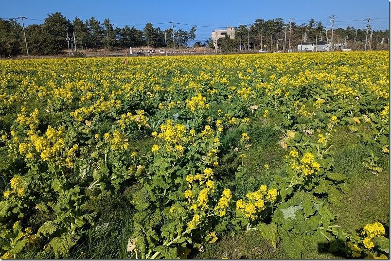福ふくの里の菜の花畑 中にも入れますが雨上がり注意