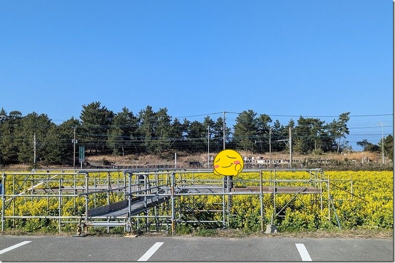 糸島「福ふくの里」 菜の花畑の展望台