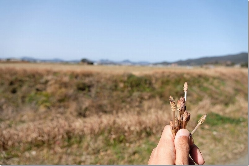 福岡・糸島 つくし取り 瑞梅寺川や川原川、赤崎川などの上流近くの田畑のあぜ道 福岡・糸島 つくし取り 瑞梅寺川や川原川、赤崎川などの上流近くの田畑のあぜ道