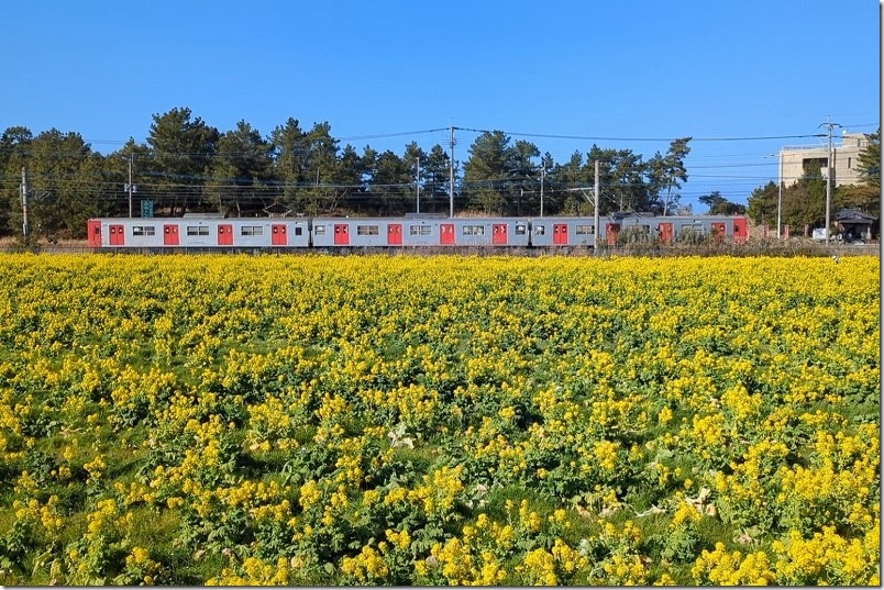糸島「福ふくの里」 菜の花畑と電車コラボが最高・電車の撮影スポット ステンレスのシルバーの車体にドアが赤の303系