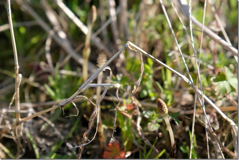 2026年3月下旬の糸島のつくし(土筆)|傘の開いてないつくしもありました 2026年3月下旬の糸島のつくし(土筆)|傘の開いてないつくしもありました