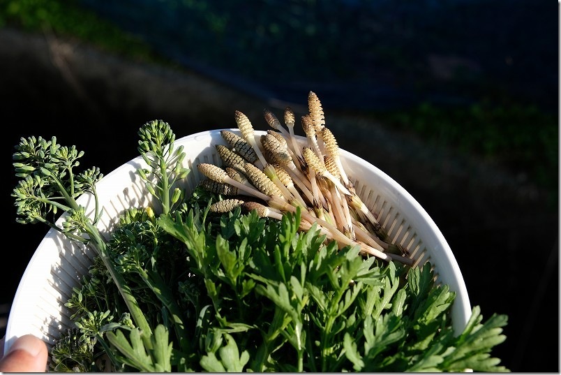 2026年3月下旬の糸島のつくし(土筆)|15分での収穫量 2026年3月下旬の糸島のつくし(土筆)|15分での収穫量