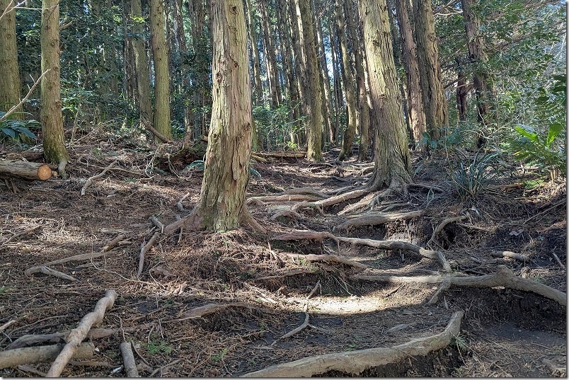 十坊山登山口 白木峠の登山口へ入った所 十坊山登山口 白木峠の登山口へ入った所