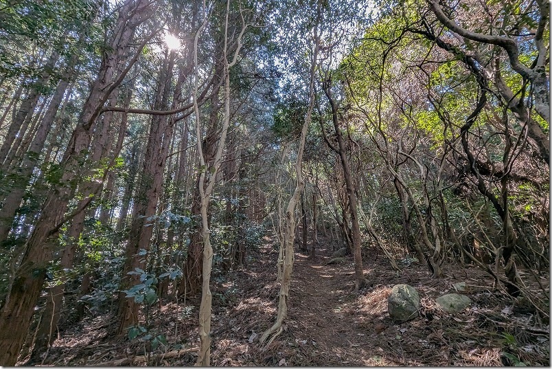 十坊山登山 白木峠から標高差185mですが傾斜はきつい登山道 十坊山登山 白木峠から標高差185mですが傾斜はきつい登山道