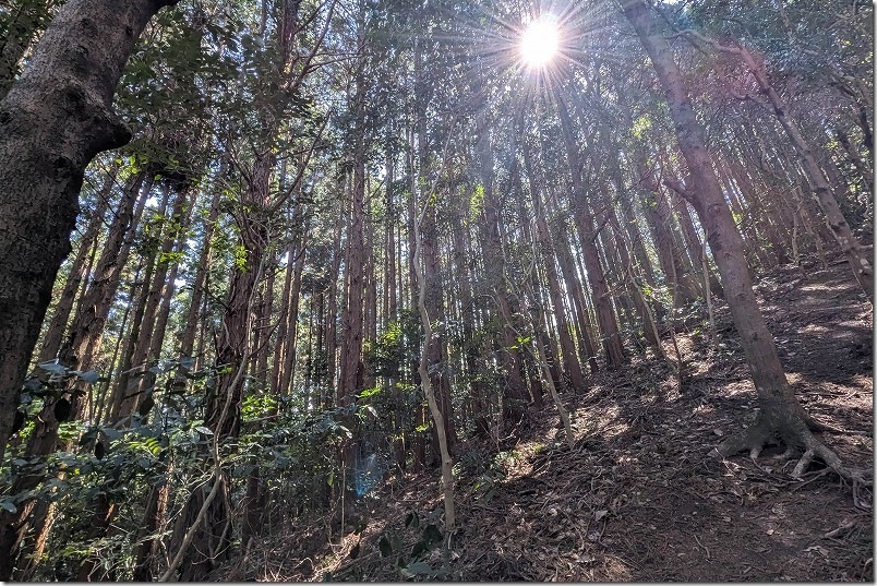 十坊山登山 白木峠から標高差185mですが傾斜はきつい登山道 十坊山登山 白木峠から標高差185mですが傾斜はきつい登山道