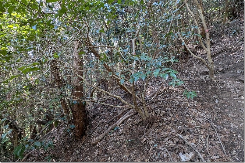 白木峠から十坊山山頂への登山 長い急傾斜 白木峠から十坊山山頂への登山 長い急傾斜
