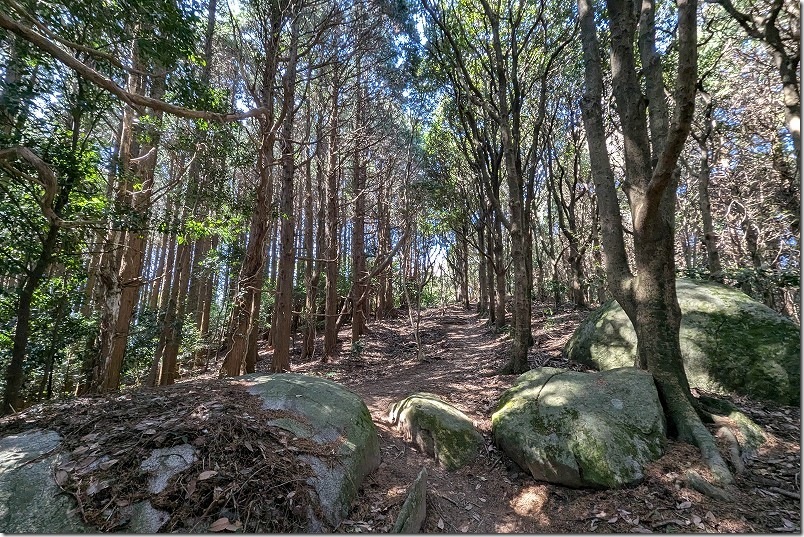白木峠から十坊山山頂への登山 20分ほど登って、ちょっと杉林が開けて来たので山頂は近いのか? 白木峠から十坊山山頂への登山 20分ほど登って、ちょっと杉林が開けて来たので山頂は近いのか?