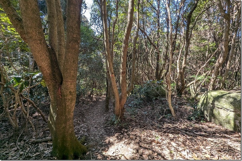 白木峠から十坊山山頂への登山 20分ほど登って、まだ少し下り坂 白木峠から十坊山山頂への登山 20分ほど登って、まだ少し下り坂