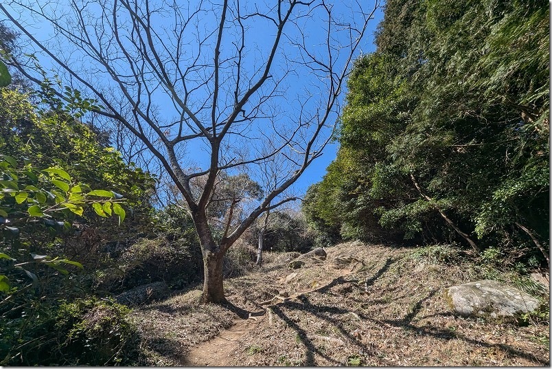 十坊山 白木峠の登山口から30分登ってきて、やっと山頂が見えた 十坊山 白木峠の登山口から30分登ってきて、やっと山頂が見えた