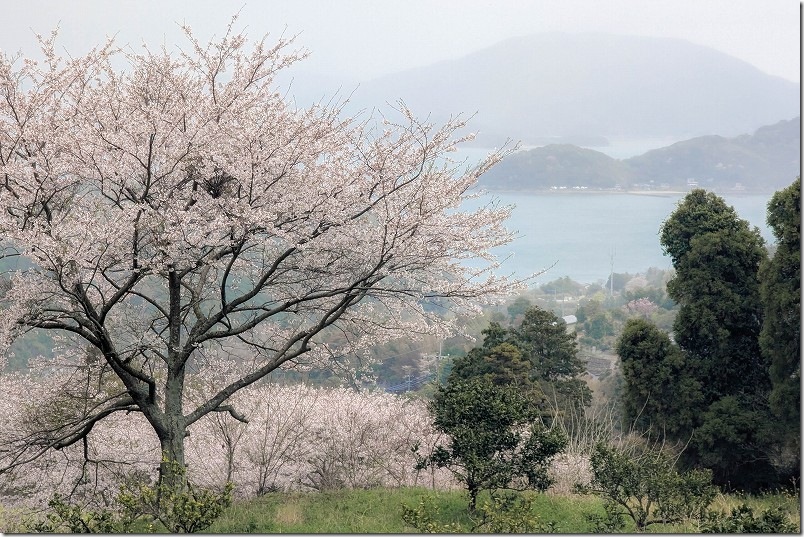 糸島・加茂ゆらりんこ橋 桜満開 2026年4月4日 開花状況
