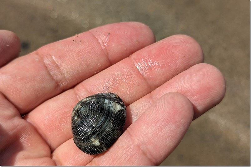 福岡県福岡市西区豊浜〜早良区百道浜付近 室見川河口で潮干狩りした場所（とれたアサリ）