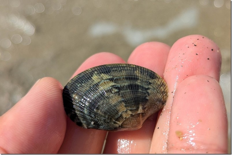 福岡市 室見川潮干狩りで取れたアサリ（2種類）