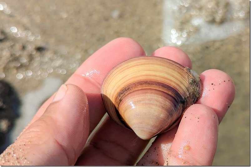 福岡市 室見川潮干狩りで取れたバカガイ（アオヤギ）