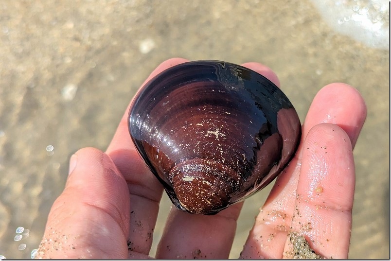 福岡市 室見川潮干狩りで取れたハマグリ（シジミ？中身はハマグリだった）