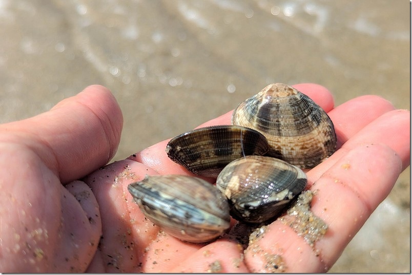 福岡市 室見川潮干狩りで取れたアサリ（2種類）