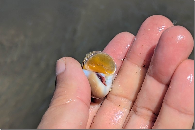 福岡市 室見川潮干狩りで取れたマルニシ