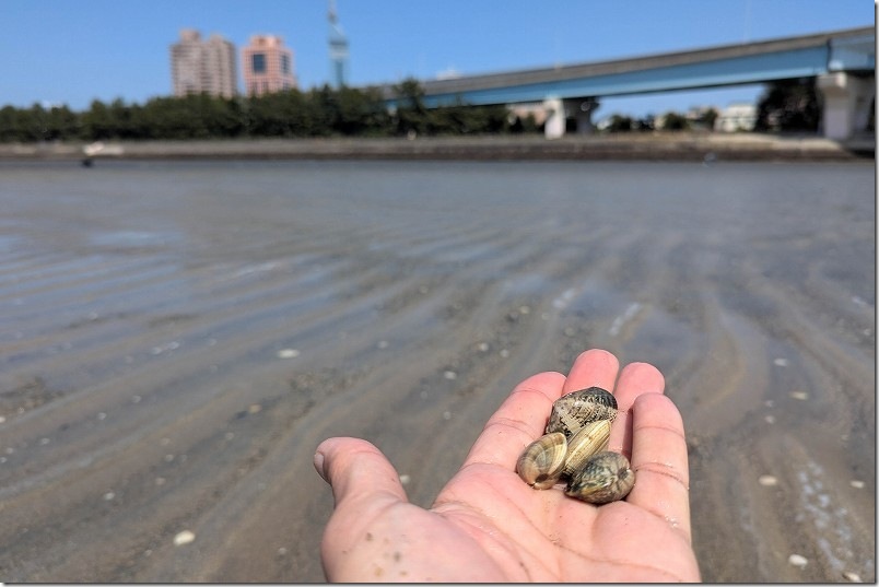 室見川河口で潮干狩りした場所（少し百道よりの海側）