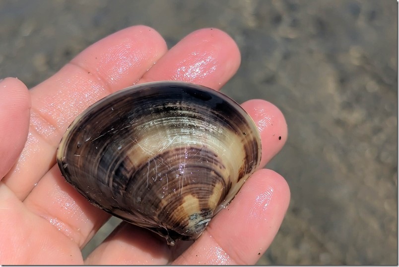 福岡市 室見川潮干狩りで取れたハマグリ