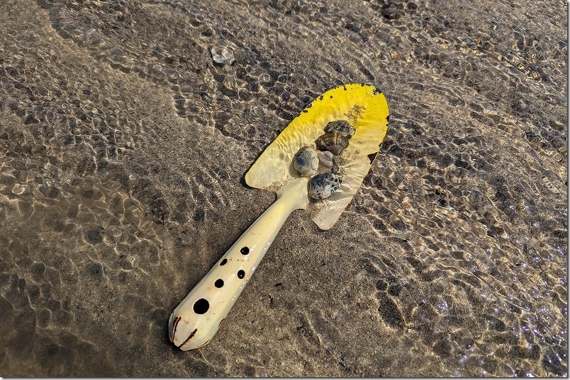 室見川、福岡市の都市部を流れている川ですが、とっても綺麗な水