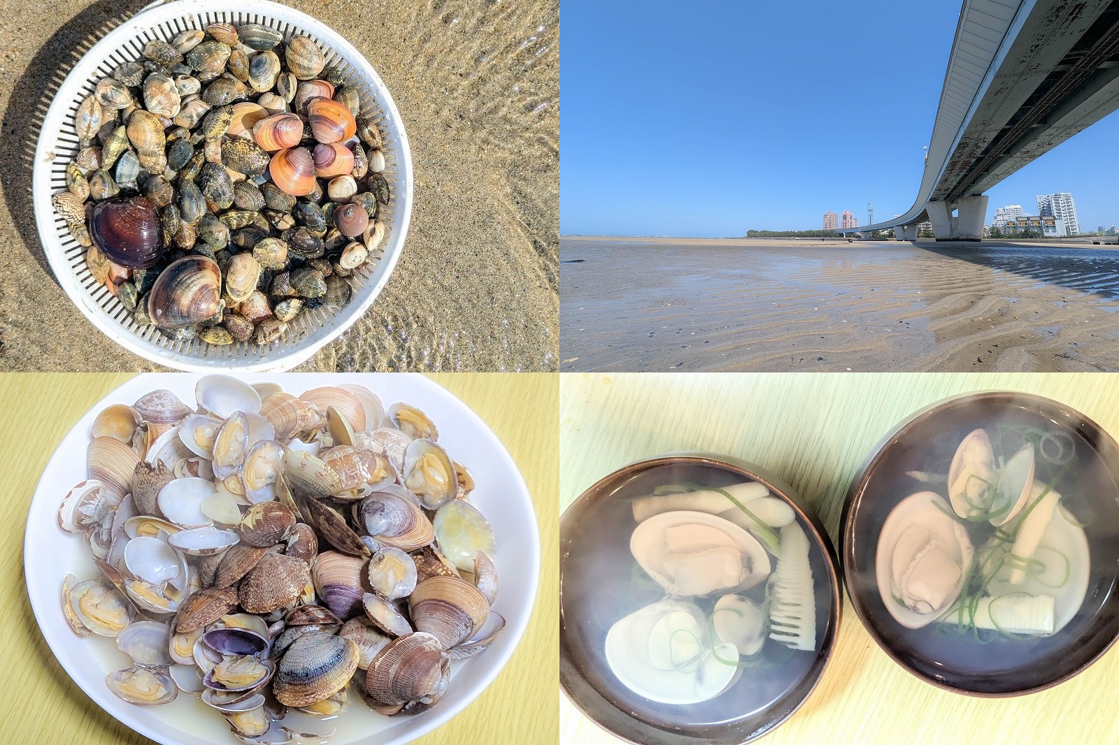 2026年 室見川 潮干狩りポイント｜貝の種類・駐車場・降り口まとめ