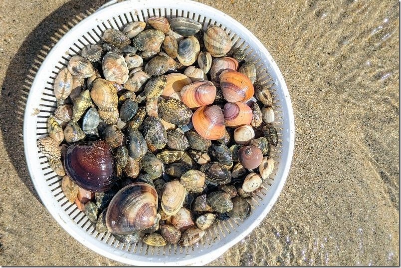 約1時間でとれた貝と貝の種類【アサリ・ハマグリ・バカガイ・マルニシ】