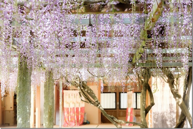 糸島 高祖神社 2026年4月下旬 藤の花 開花状況 糸島 高祖神社 2026年4月下旬 藤の花 開花状況