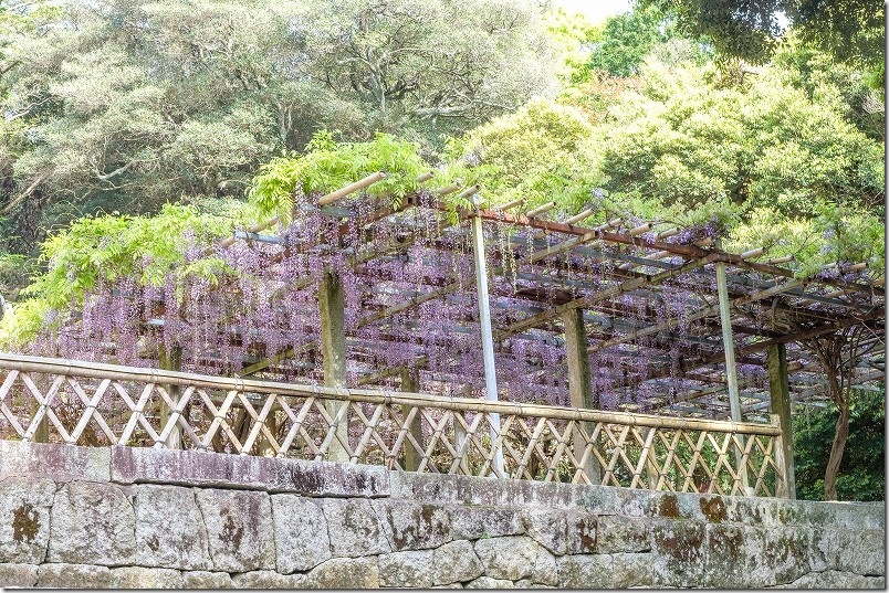 糸島 高祖神社 2026年4月下旬 藤の花 開花状況 糸島 高祖神社 2026年4月下旬 藤の花 開花状況