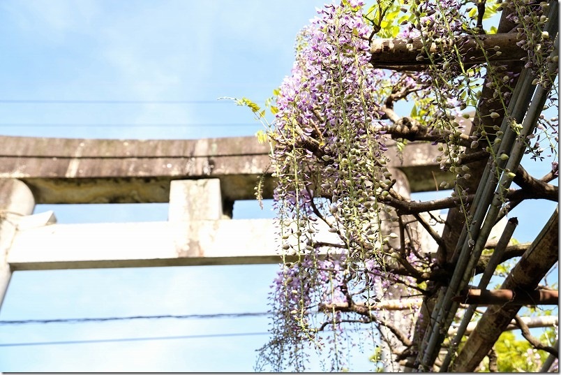 宇美八幡宮の藤棚 開花状況 2026年4月下旬