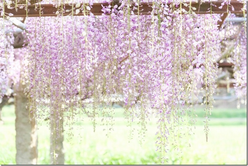 宇美八幡宮の藤棚 開花状況 2026年4月下旬