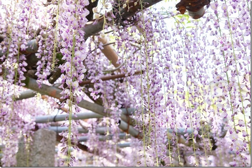 雉琴神社 藤棚 開花状況 2026年 4月下旬