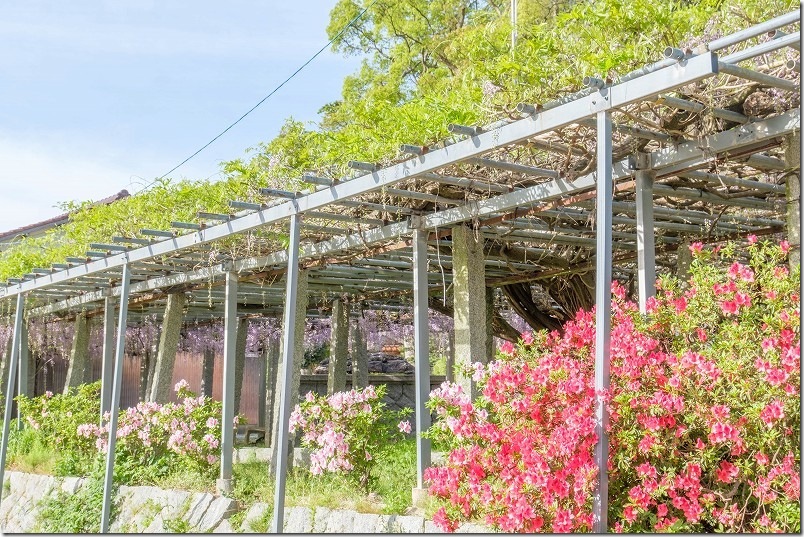 雉琴神社 藤棚 開花状況 2026年 4月下旬