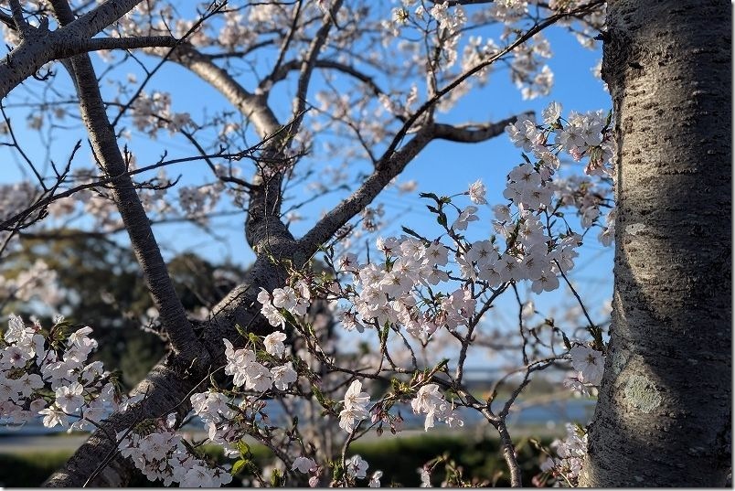 七寺川上流部の桜並木【福岡市西区今宿】 2026/04/02時点 7分咲き～8部咲き