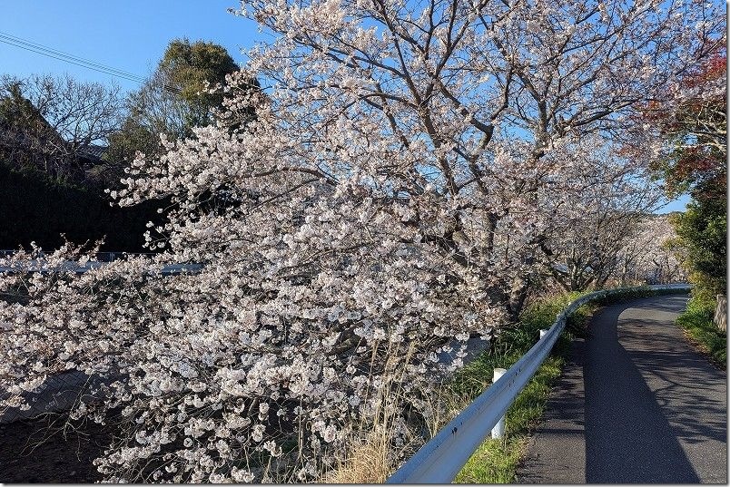 七寺川上流部の桜並木【福岡市西区今宿】 2026/04/02時点