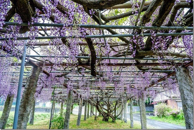 糸島 宇美八幡宮の藤棚